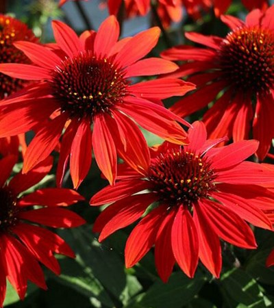 Coneflower Sombrero® Sangrita